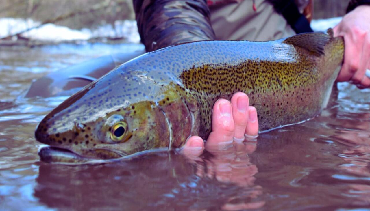 North Shore fishing Report Today