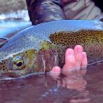 Lake Superior North Shore, Minnesota Fishing Report Today π£