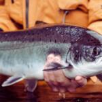 Thurso River Fishing Report Today π£