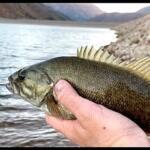 Deer Creek Reservore Utah Fishing Report Today 🎣
