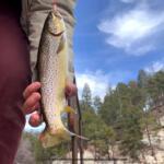 Tucson Fishing Report Today 🎣