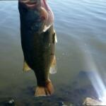 Lower Horseshoe Lake Fishing Report Today π£