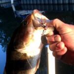 Morse Lake (Morse Reservoir), Indiana Fishing Report Today 🎣
