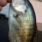 Parrie Creek Lake, Muncie, IN Fishing Report Today 🎣