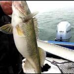 Western Basin (Sandusky, Ohio) Fishing Report Today 🎣