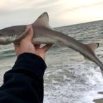 Wildwood, NJ Fishing Report Today 🎣