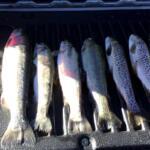 Willow Springs Lake, Arizona Fishing Report Today 🎣