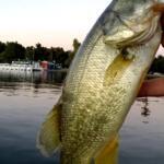 Balboa Lake, Los Angeles Fishing Report Today π£