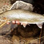 Big Sur River Fishing Report Today 🎣
