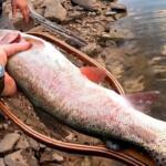 Mogollon Rim Lakes Fishing Report Today 🎣
