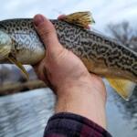 Boedecker Reservoir, Loveland CO Fishing Report Today 🎣