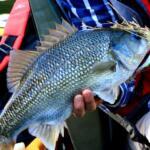Sunshine Coast Fishing Report Today 🎣