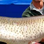 Torch Lake Fishing Report Today 🎣