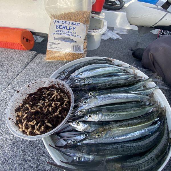 How to Catch Garfish: Complete Guide to Techniques, Gear, and Locations