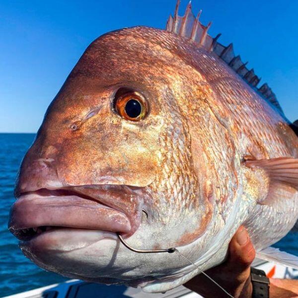 How to Catch Snapper: Complete Guide to Techniques, Gear, and Locations