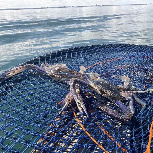 blue-swimmer-crabs