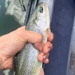 Crystal Creek Reservoir Fishing Report Today 🎣
