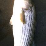 Bridgeport, CT Fishing Report Today 🎣