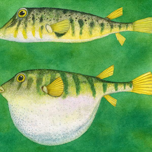 How to Catch Blowfish: Complete Guide to Techniques, Gear, and Locations