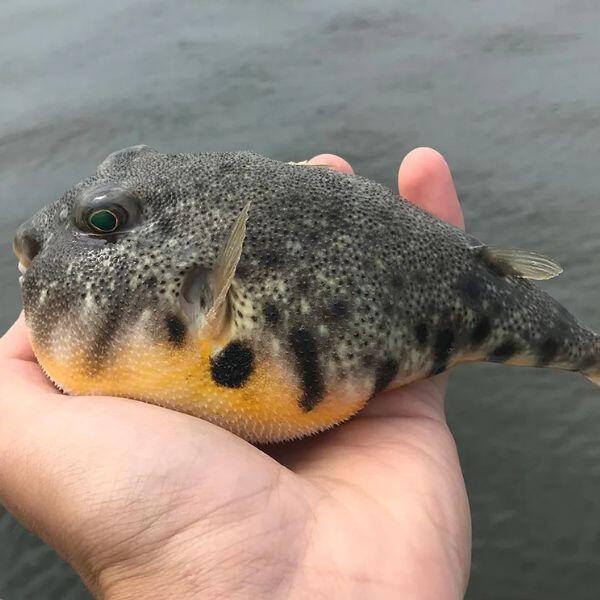 How to Catch Blowfish: Complete Guide to Techniques, Gear, and Locations