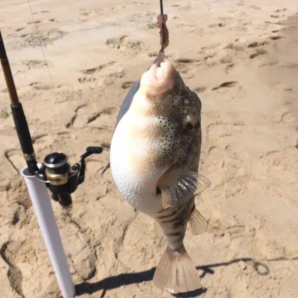 How to Catch Blowfish: Complete Guide to Techniques, Gear, and Locations