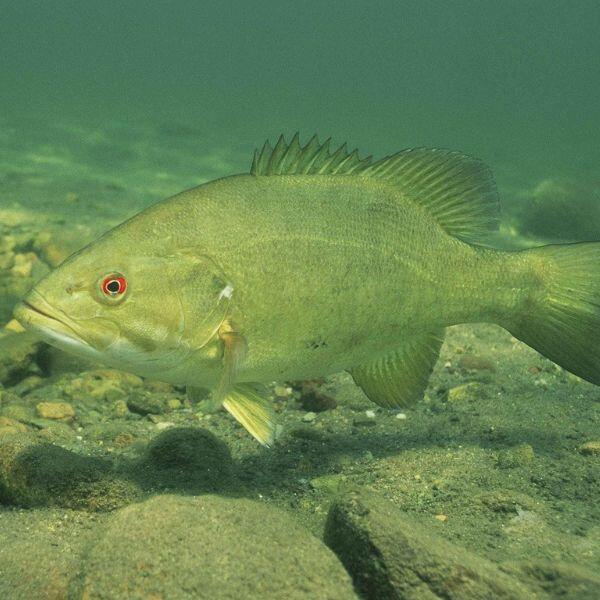 How to Catch Smallmouth Bass: Complete Guide to Techniques, Gear, and Locations
