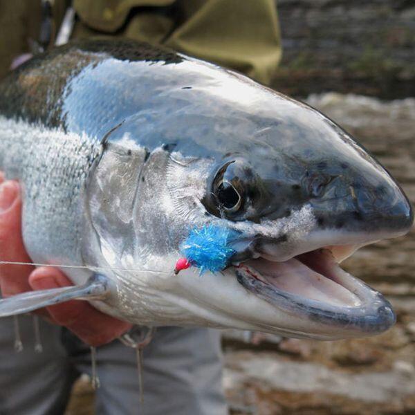 How to Catch Steelhead: Complete Guide to Techniques, Gear, and Locations