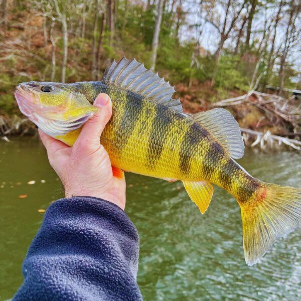 How to Catch Yellow Perch: Complete Guide to Techniques, Gear, and Locations